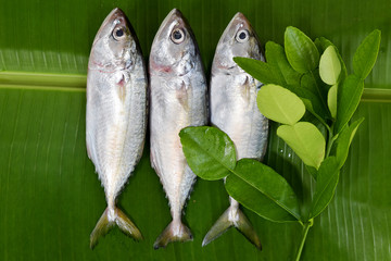 Fresh mackerel fish on banana leaves