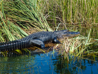 Alligator sunbathing in the Everglades, Florida