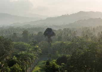 tropical forest at morning
