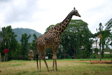 Naklejka na ściany i meble giraffe, animal, zoo, wildlife, spots, park