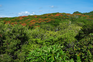 Fototapeta na wymiar tropical forest landscape with red flowers and blue sky - Indonesia, Bali