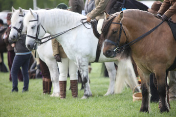 Horses at the racetrack before the dressage competition