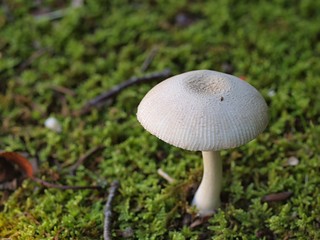 ヒメコナカブリツルタケ