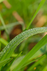 Blade of grass covered with morning dew.