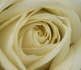 White rose