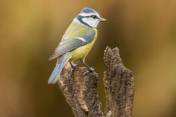Tomtit