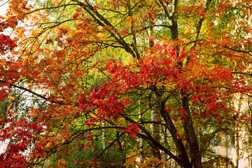 Colorful autumn background with a red maple
