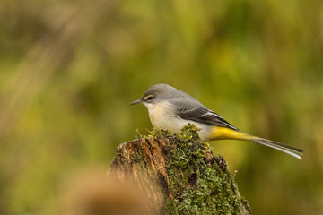 Grey wagtail