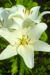 White lily - beautiful flower, symbol of sadness