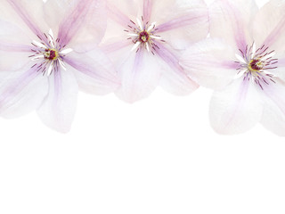 Three clematis flowers on the white background