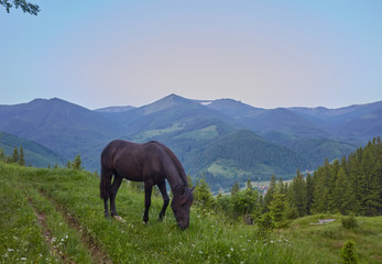 Fototapeta na wymiar Horse on a summer pasture