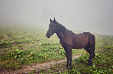 Obraz premium Horse grazing in a meadow Ukrainian Carpathian mountain valley.