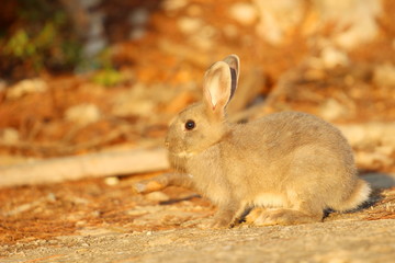rabbit in nature