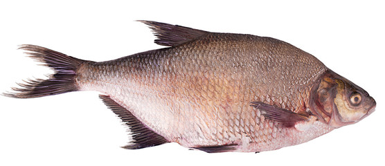 Fresh raw fish carp