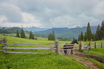 Fototapeta na wymiar Horse on a summer pasture