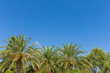Fototapeta na wymiar Palmen vor blauen Himmel im Sommer 