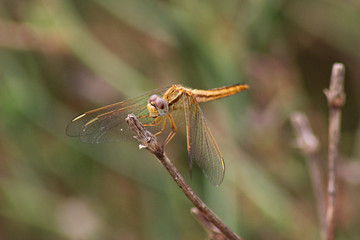 Libélula (Anisoptera) del mediterráneo en una rama