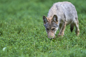 Junger Wolf auf Wiese