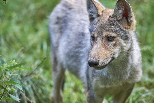 Fototapeta Portät eines jungen Wolfs