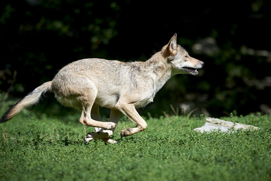 Fototapeta Rennender Wolf