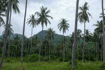 Plakat tropical coconut trees with forest on Karimunjawa island