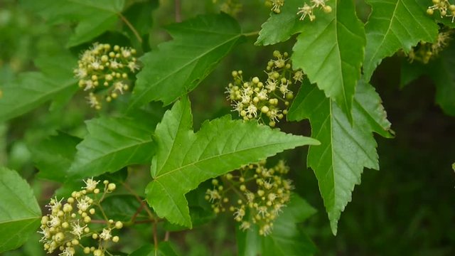 Flowering snowball tree in the wind. Video the static camera. Viburnum opulus
