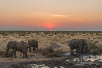 Three African elephants in the twilight at sunset