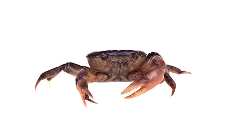 Little crab