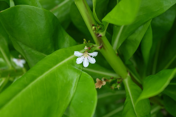 close up white mangrove flower between leaves - on the tropical island Karimunjawa