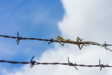 The chameleon tries to escape the barbed wire with blue sky background.
