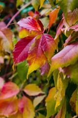 Colorful leaves of wild grapes