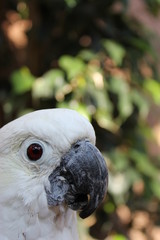 White Cockatoo