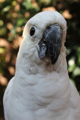 White Cockatoo
