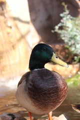 Duck