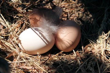 Eggs
