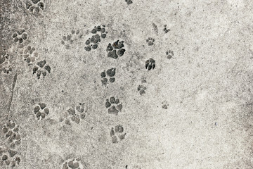 Dogs and cars as pet puppy mammals footsteps on concrete ground for background - with copy space