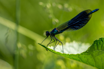  Dragonfly on grass