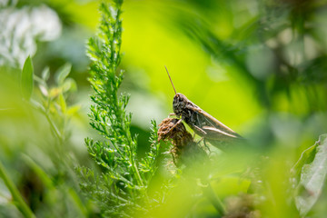 Bush cicket on grass