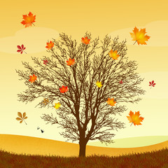 tree in autumn