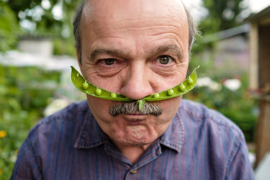 An elderly man is fooling around. He holds a pea pod near his face like a mustache