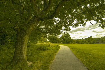 Fototapeta na wymiar Summer park road with an oil painted tree