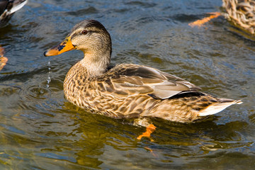 Fototapeta premium A wild duck swims in a pond.