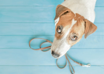 Small dog Jack Russell Terrier asking to go out for walking. A portrait of adorable puppy sitting next to a leash on wooden flour and looking up to camera. Blue background