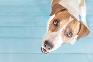 Small dog Jack Russell Terrier asking to go out for walking. A portrait of adorable puppy sitting on wooden flour indoor and looking up to camera. Blue background
