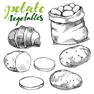 agriculture, potatoes vegetable set hand drawn vector illustration realistic sketch