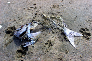 dead fish on the beach