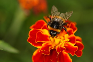 The Bumblebee