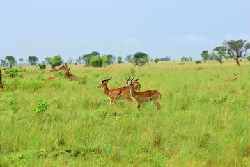 Naklejka na ściany i meble Antelopes reedbuck, Uganda, Africa