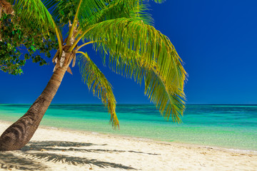 Single palm tree over white beach on a a Plantation Island, Fiji, South Pacific