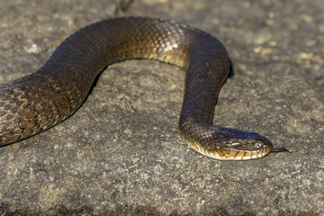 Northern Water Snake (Nerodia sipedon sipedon) flicking its tongue - Ontario, Canada